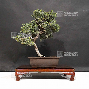 vendu-juniperus-rigida-19040205