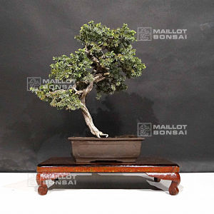 VENDU Juniperus rigida 19040205