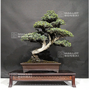 VENDU Juniperus rigida 19040204
