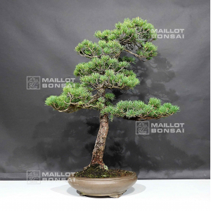 pinus-pentaphylla-ref-0205203