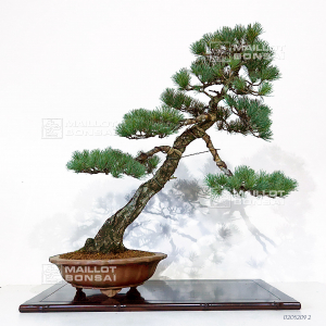 vendu-pinus-pentaphylla-0205209