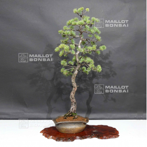 VENDU pinus pentaphylla 0205208