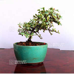 vendu-cotoneaster-microphylla-ref-030502015
