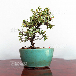 vendu-cotoneaster-microphylla-ref-030502014