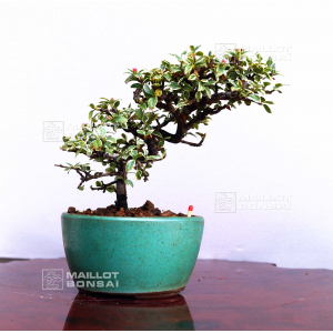 vendu-cotoneaster-microphylla-ref-030502013