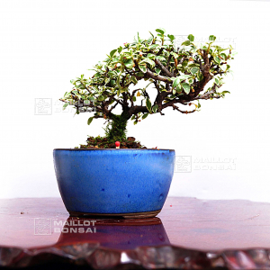 VENDU cotoneaster microphylla.ref :030502011