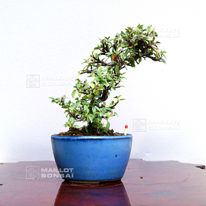 vendu-cotoneaster-microphylla-030502010
