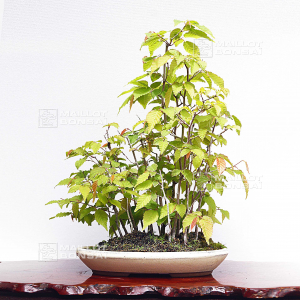 vendu-carpinus-laxiflora-03050206