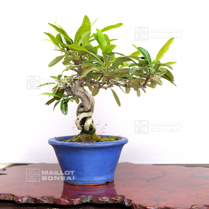 vendu-pyracantha-angustifolia-ref-03050205