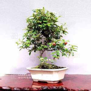 cotoneaster-microphylla-03050202