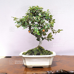 cotoneaster-microphylla-03050203