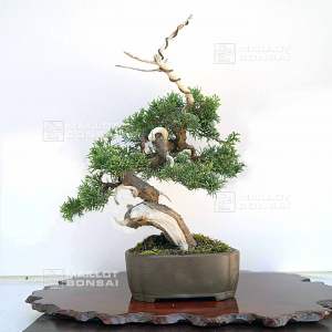 vendu-juniperus-chinensis-itoigawa-ref-04050201