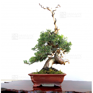 VENDU juniperus chinensis itoigawa 04050202