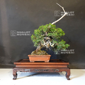 juniperus-chinensis-itoigawa-04050203