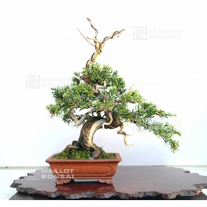 vendu-juniperus-chinensis-itoigawa-04050204vendu