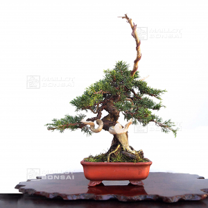 vendu-juniperus-chinensis-itoigawa-04050205