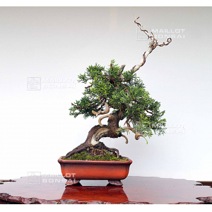 vendu-juniperus-chinensis-itoigawa-05050206