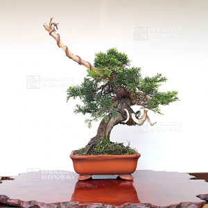 vendu-juniperus-chinensis-itoigawa-05050207