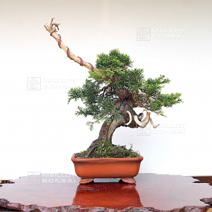 juniperus-chinensis-itoigawa-05050207