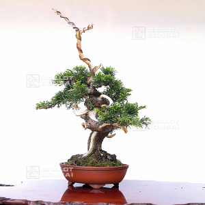 juniperus chinensis itoigawa 05050208
