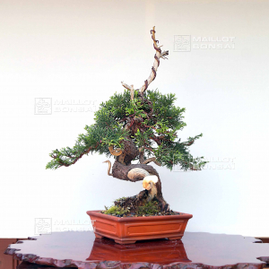 vendu-juniperus-chinensis-itoigawa-05050209