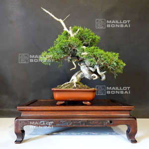 vendu-juniperus-chinensis-itoigawa-050502010