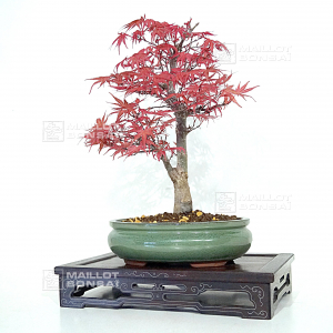 acer-palmatum-seigen-ref-15040212