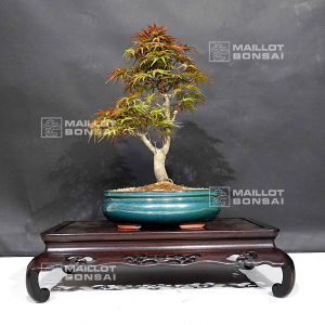 vendu-acer-palmatum-seigen-ref-03050208