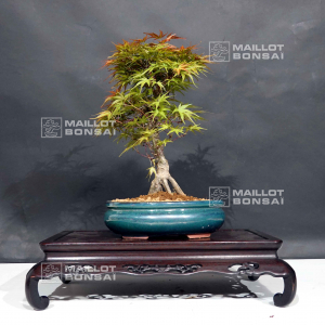 vendu-acer-palmatum-seigen-ref-030502012