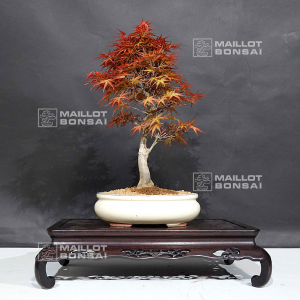 vendu-acer-palmatum-seigen-ref-030502014