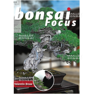 bonsai-focus-n-111