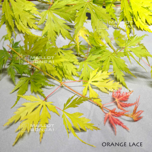 lace-variete-protegee