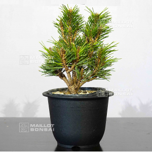 pinus thunbergii kotobuki senji maru