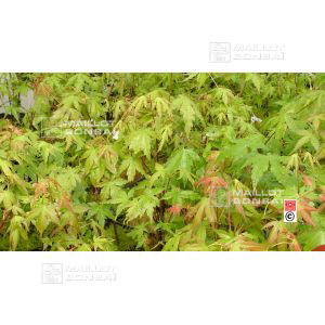 ACER PALMATUM en godet lot de 50 plants