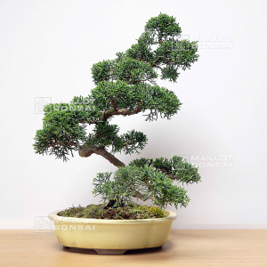 vendu-juniperus-chinensis-itoigawa-ref-09050208