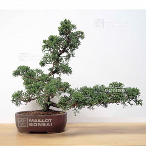 vendu-juniperus-chinensis-itoigawa-ref-09050209