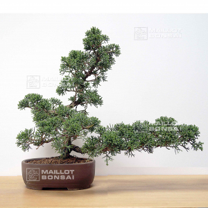 juniperus chinensis itoigawa ref 09050209