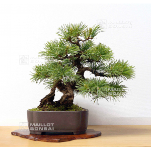 vendu-pinus-pentaphylla-090502010