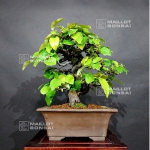 pseudo-cydonia-sinensis-ref-280320207