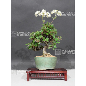 viburnum-dilatatum-ref-26050207