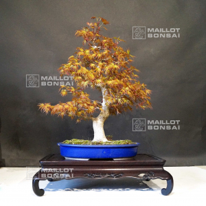 acer-palmatum-ref-9040203