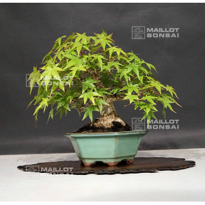 VENDU Vacer palmatum ref 120602014