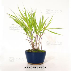 Hakonechloa macra 'Aureola' set of 5 grass