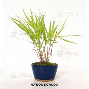 PT hakonechloa macra aureola lot de 5 plantes