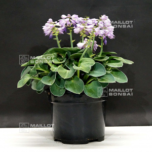 hosta-blue-mouse-ears-pot-3-litres