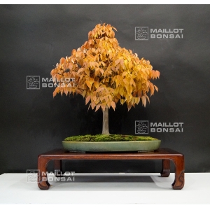 zelkova-serrata-ref-241001612