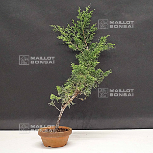 juniperus-chinensis-itoigawa-30-35-cm
