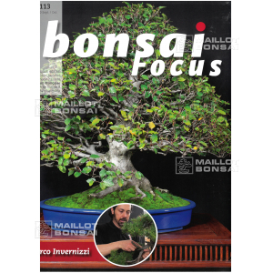 bonsai-focus-n-113