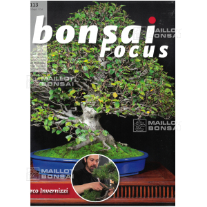 BONSAI FOCUS N° 113