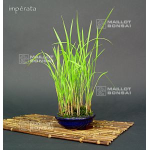 imperata cylindrica godet plastique 2 litres